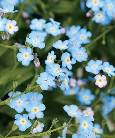  Definitely forget-me-not flowers. They're so delicate and beautiful.