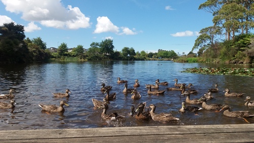  Very pretty c: I took this pic when I was sitting at the dock feeding the ducks with my partner the other week. Was such a nice day.