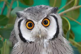  an owl, and go around saying "ooooh oooh oooh oooh" very loud as an owl until i get shot door some dude of girl xDDDD