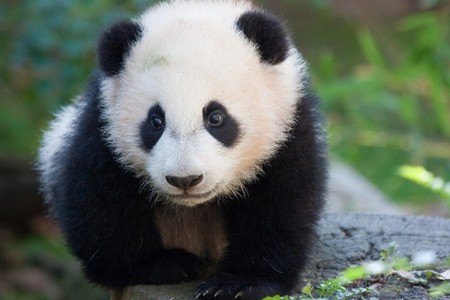  cute,adorable panda bears