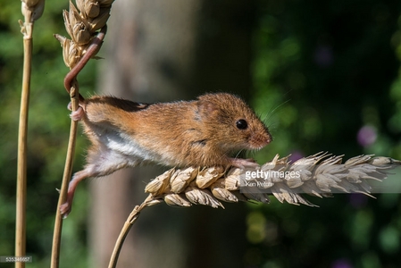  A cute field mouse.