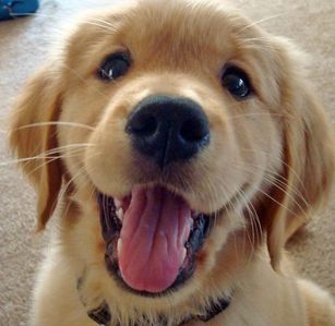  a cute golden retriever puppy,because they are absolutely adorable and my fave breed of dog..