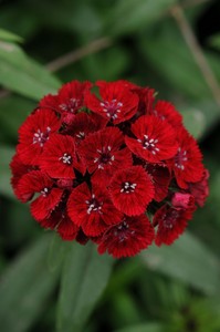 [b]Flower:[/b] This red dianthus. Idk maybe it's the gothy/witchy/fantasy shit but you give me red and black vibes lol. But balanced with some speckles of white bc you're very nice / wholesome too lmao

[b]Song:[/b] this is harder. I've said [url=https://www.youtube.com/watch?v=NAskjme Ivg0&ab_channel=The Amazing Devil-Topic]this modern folk one[/url] in the past. But also maybe [url=https://www.youtube.com/watch?v=o-7ETxsPiMY&ab_channel=Magneoton]Origo[/url] from Eurovision bc it gives me empathetic / sincere vibes (is that even possible for a song lol??). Or maybe the very first song of this [url=https://www.youtube.com/watch?v=WTe6t6ey UQ4&ab_channel=harahic]harp medley[/url]

I'm not 100% happy with any of these songs, will update this if I think of anything better lol 

EDIT links aren't working?? gonna do them without formatting:
"Horror and the Wild": https://www.youtube.com/watch?v=NAskjmeIvg0&ab_channel=TheAmazingDevil-Topic
"Origo": https://www.youtube.com/watch?v=o-7ETxsPiMY&ab_channel=Magneoton
Celtic harp medley: https://www.youtube.com/watch?v=WTe6t6eyUQ4&ab_channel=harahic