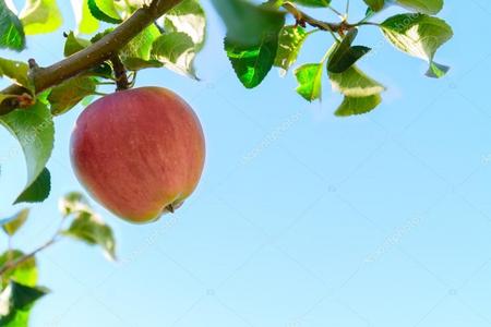 An apple tree that can get rid of headaches. Would be great to have it instead of taking painkillers.