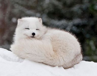  Arctic foxes are cute.