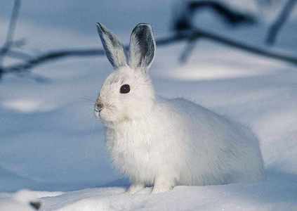  Snowshoe hase <3 Every time I see them I am so happy!