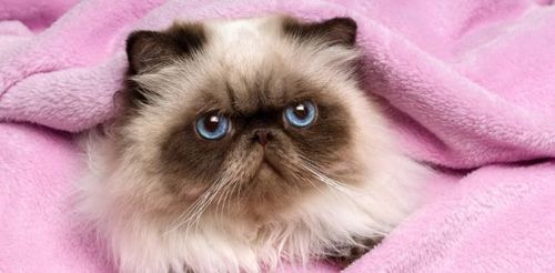 Persian Cat! Of course! 