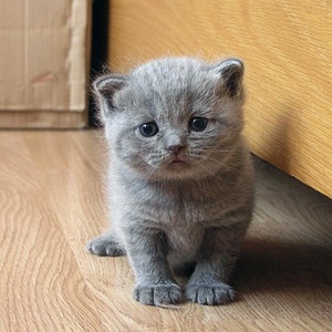  How cute is the kitten in the picture below?