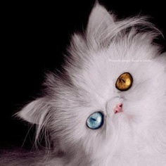  What would u think of a character in a book with one goud eye and one blue eye?