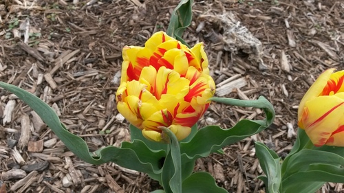 What kind of flower is this?