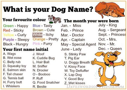  What is your dog name ?