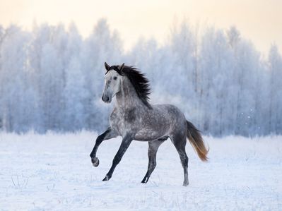  最喜爱的 cold-weather animal? 🥶