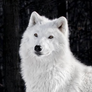  If anda were a wolf...what would anda look like ?
