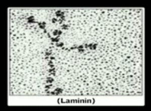  laminin protein cell