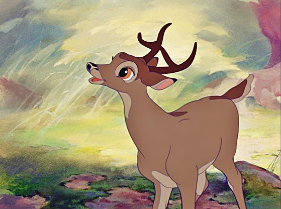 Bambi, appraching adulthood; later he will become a proud stag.