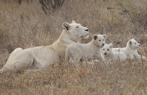This Is a rare sight to see a female lion with white gene and three white lion cubs in the wild.