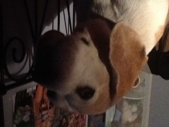  And here is my dog...if Du look to his left you'll see my The New 52 Justice League poster.