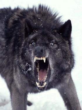  as a волк