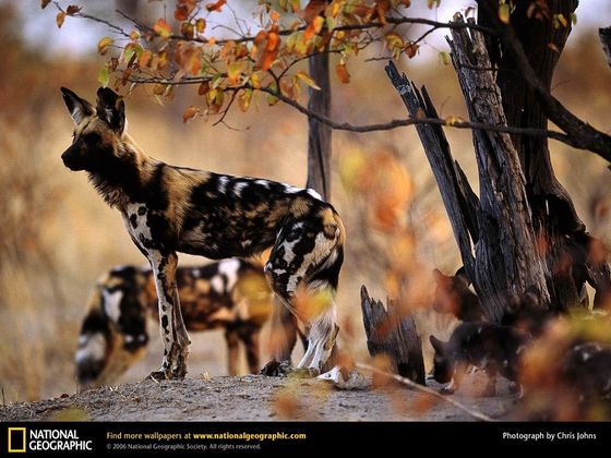  An African Painted Dog, with some cachorrinhos in the background