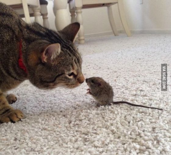 The Family Cat, Baby, Playing With Nibbles, The Pet Mouse