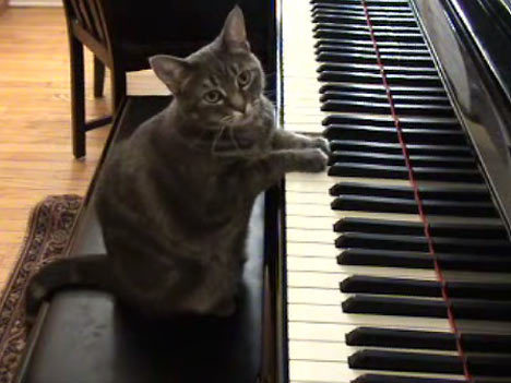  Maris' Cat At The Piano