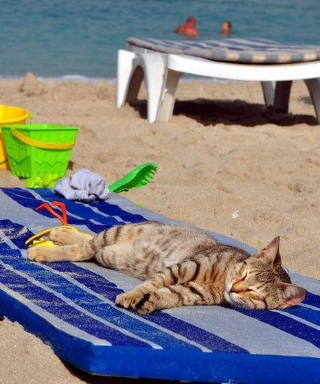  The Family Cat Relaxing On The пляж, пляжный