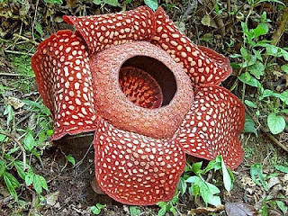 rafflesia arnoldi
