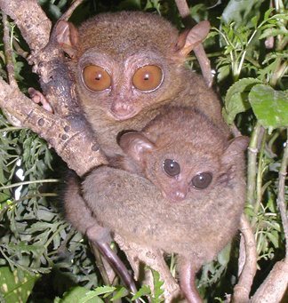 tarsier pygmy
