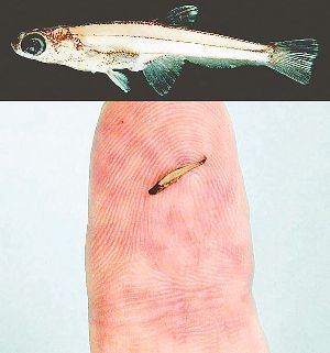 World smallest fish