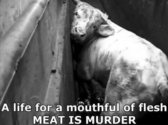15 Reasons to Stop Eating Meat By Royce Carlson - Against Animal Cruelty! -  Fanpop