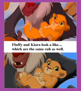  Kiara and Fluffy blend as one cub