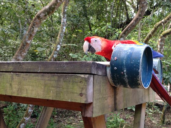  A picture of the national bird of Honduras, red munchkin(?) from my most हाल का trip to Honduras, चित्र taken द्वारा me