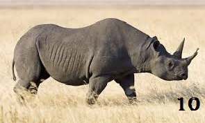  Black Rhinoceros