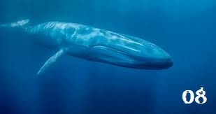  Blue ikan paus