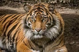  old tiger