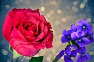  rosas and red and violets are blue.