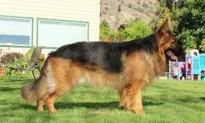 This is what a King Shepherd looks like.