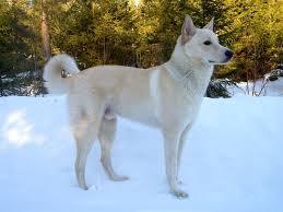  This is what a Canaan Dog looks like.