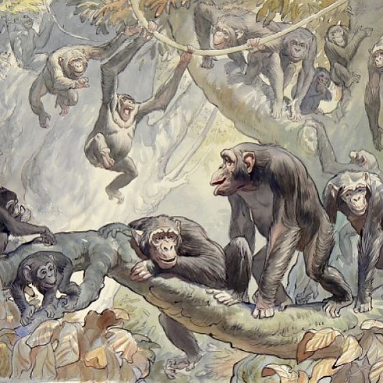  The Chimpanzees