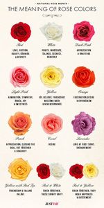  A basic idea of the couleurs of roses