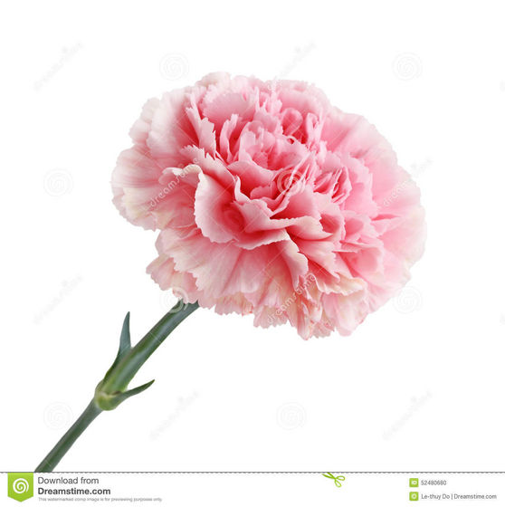  गुलाबी Carnation