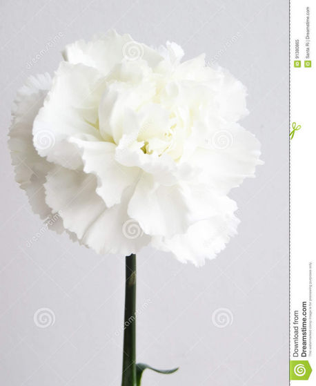  White Carnation