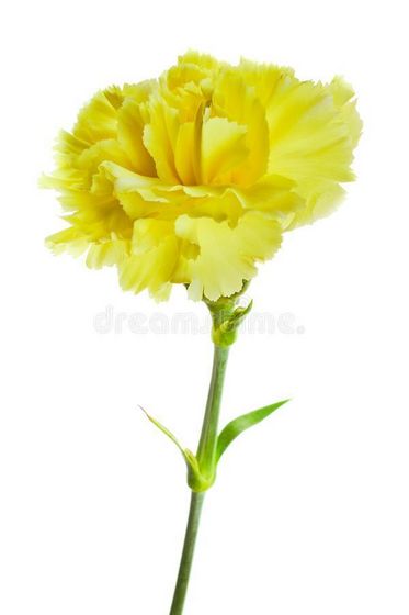  Yellow Carnation