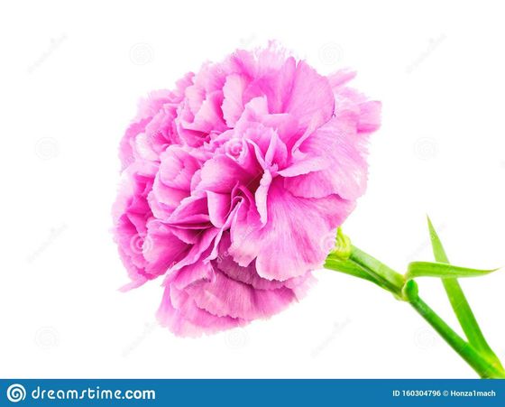 Purple Carnation