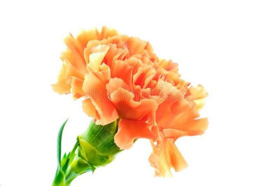  주황색, 오렌지 Carnation