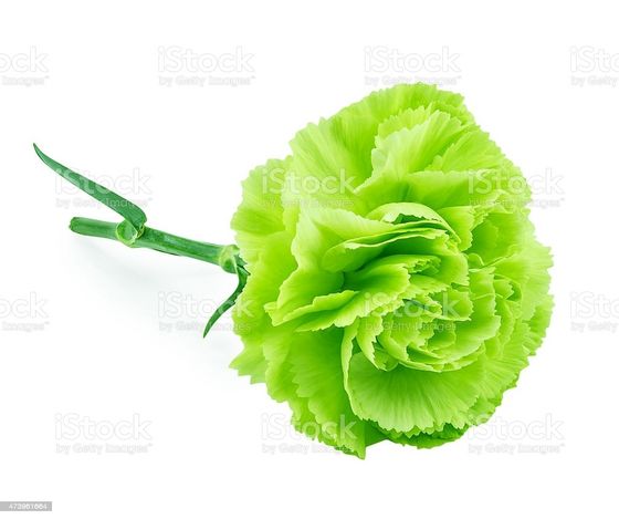  Green Carnation
