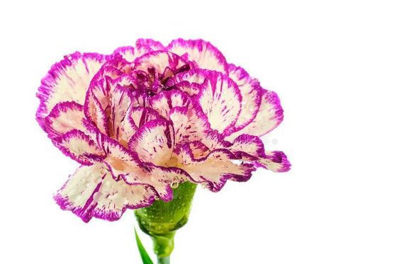  Example of Striped Carnation