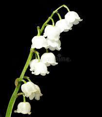  Lily of the Valley