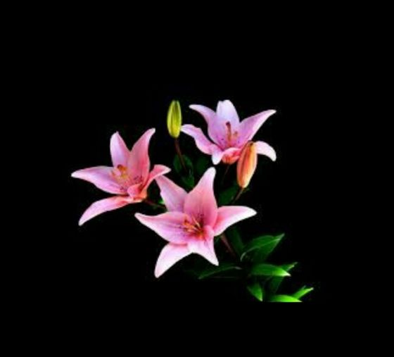  розовый Lily