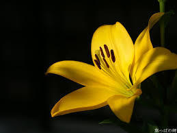  Yellow Lily